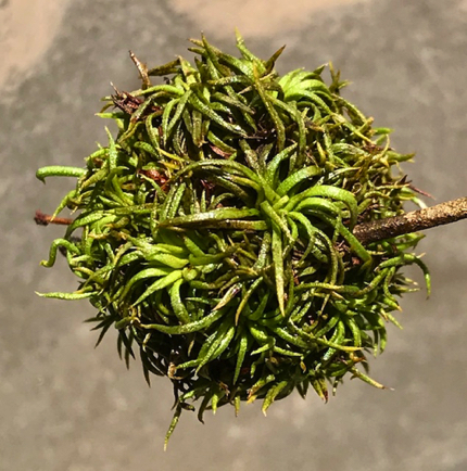 Apr 1 - A Creosote Gall. 
A parasite the size of a ping pong ball found growing on creosote bushes. Looks like a tiny jungle canopy.